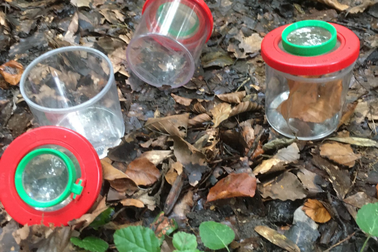 Ein Tag im Wald - Kinderferientag (Herbstferien)