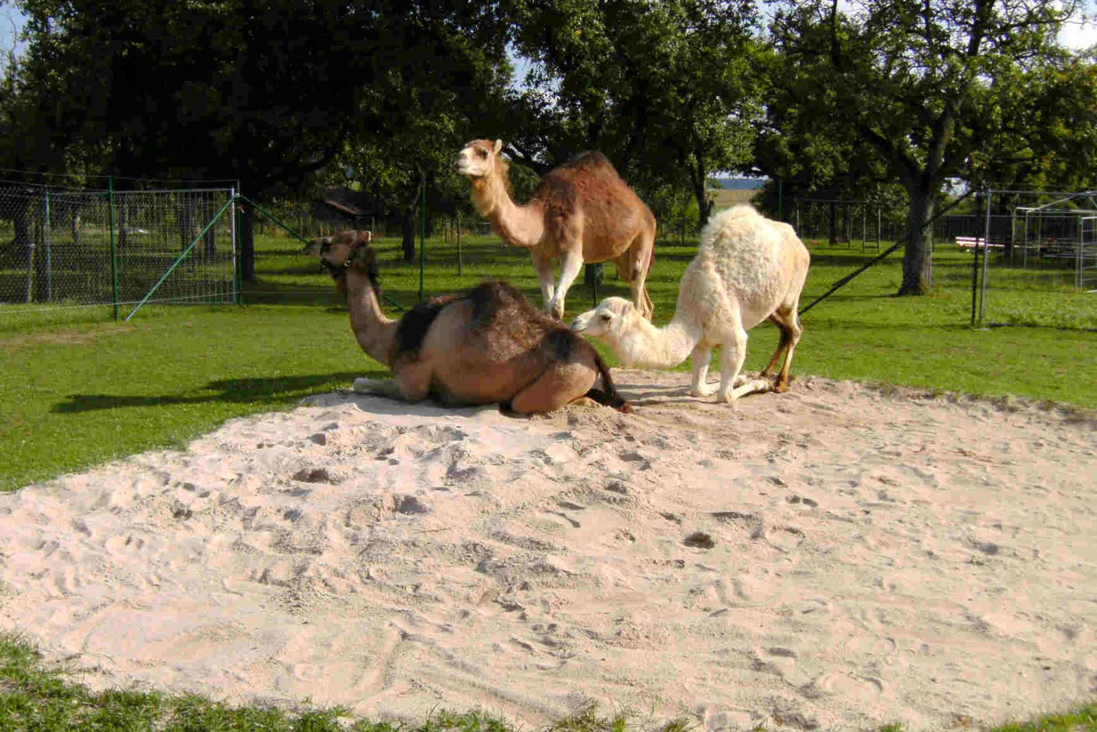 Ein Besuch bei Kamele mit Herz, Bild 1