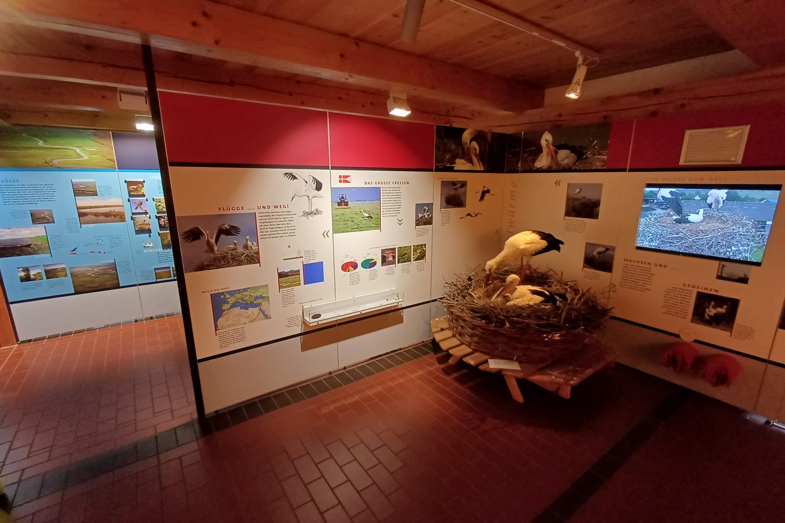 Ausstellung zum Weißstorch und der regionalen Tier- und Pflanzenwelt, Bild 1
