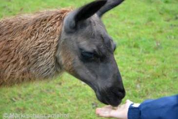 Mit Lama und Alpaka auf Du und Du, Bild 1