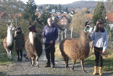 Lama-Trekking in Südhessen, Bild 1
