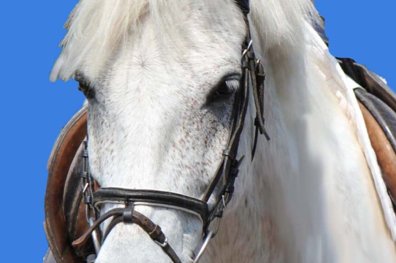 Mehr als Ponyreiten: Wöchentlicher Reitspaß für Kinder ab 4 Jahren, Bild 1